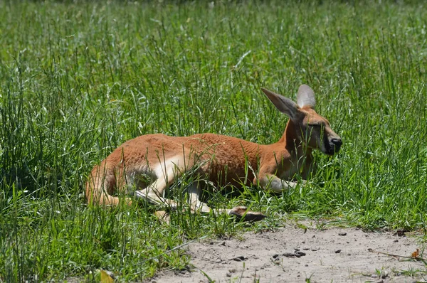 Kangura w trawie — Zdjęcie stockowe