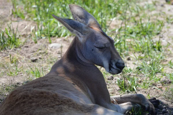 Otların arasında bir kanguru — Stok fotoğraf