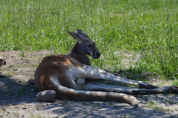 Egy kenguru a fűben. — Stock Fotó