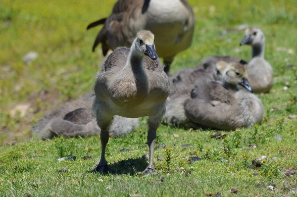 Geese at the water — Stock Photo, Image