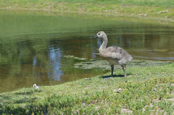 Gänse am Wasser — Stockfoto