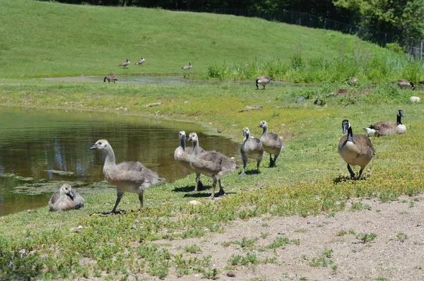 Geese at the water — Stock Photo, Image