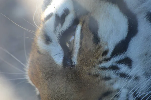Oko tygrysa. — Zdjęcie stockowe