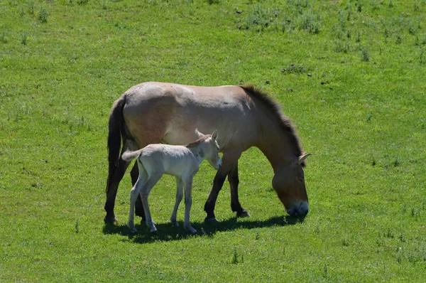 Cavalo asiático selvagem — Fotografia de Stock