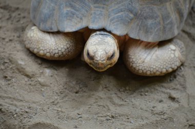 Yıldız kaplumbağa