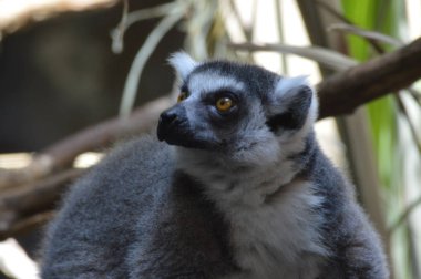 Halka Kuyruklu Lemur