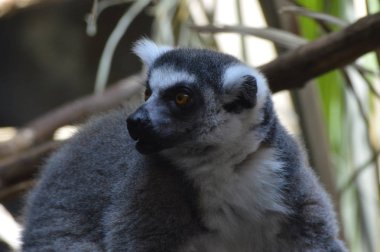 Halka Kuyruklu Lemur