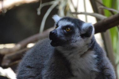 Halka Kuyruklu Lemur