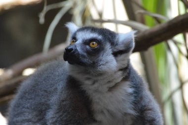 Halka Kuyruklu Lemur