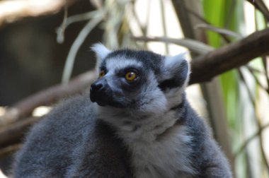 Halka Kuyruklu Lemur