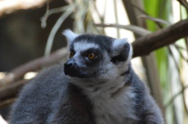 Halka Kuyruklu Lemur