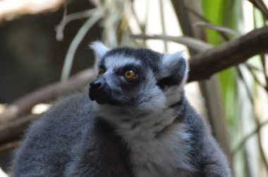 Halka Kuyruklu Lemur