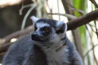 Halka Kuyruklu Lemur