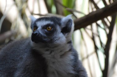 Halka Kuyruklu Lemur