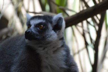 Halka Kuyruklu Lemur