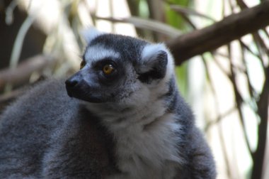 Halka Kuyruklu Lemur