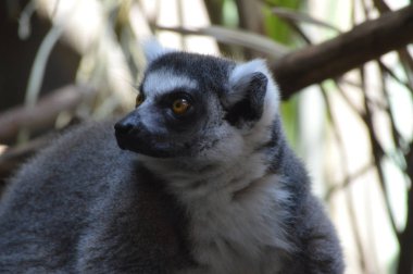 Halka Kuyruklu Lemur