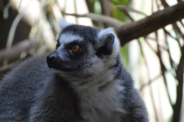 Halka Kuyruklu Lemur
