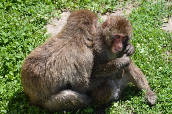 Dua Monyet Salju — Stok Foto