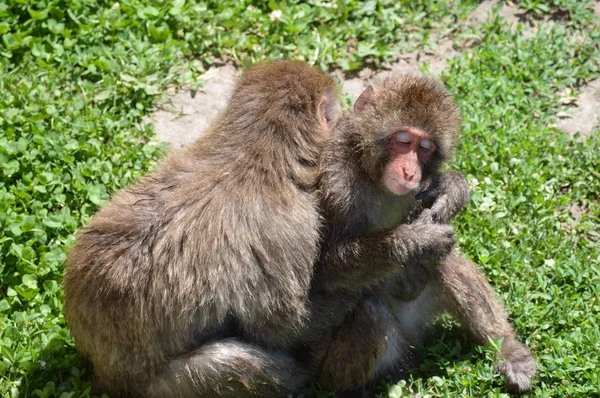 Twee sneeuw Monkeys — Stockfoto