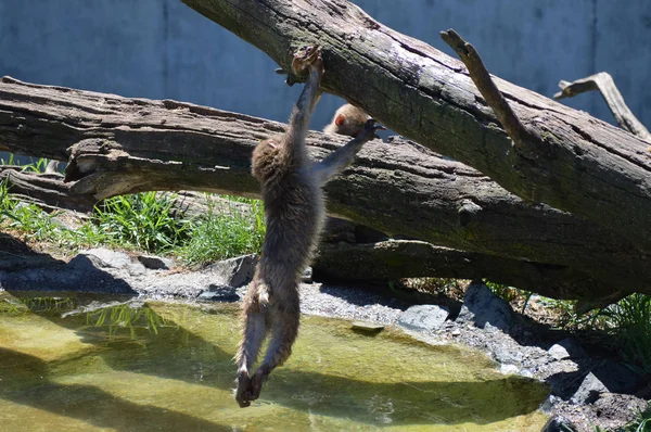 Um macaco da neve — Fotografia de Stock