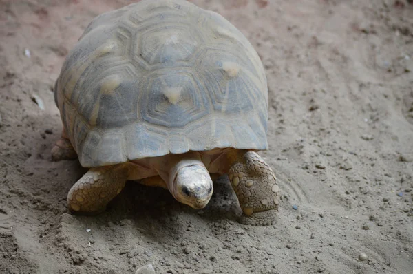 A Star Tortoise — Stock Photo, Image