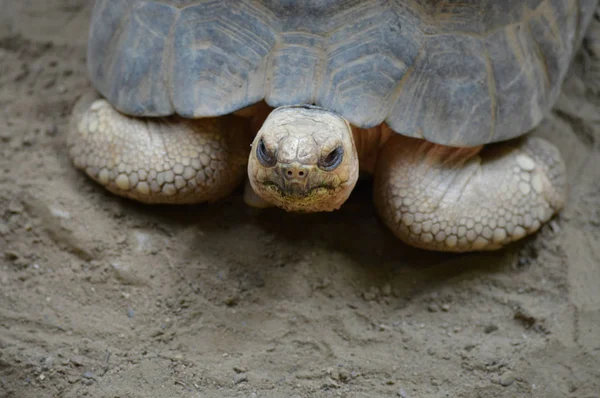 Eine Sternschildkröte — Stockfoto