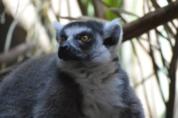 Halka Kuyruklu Lemur
