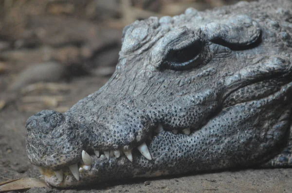 Um crocodilo anão — Fotografia de Stock