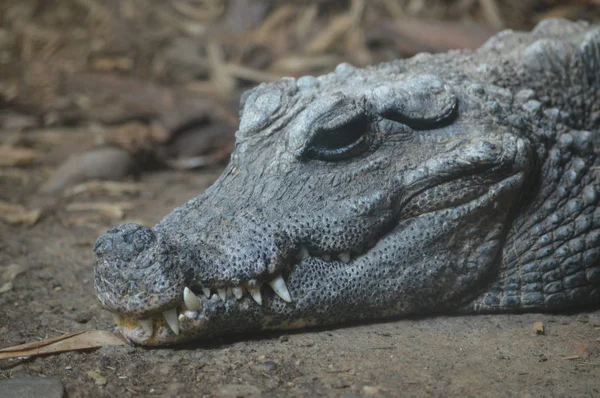 Um crocodilo anão — Fotografia de Stock