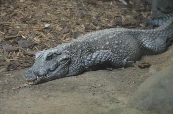 Um crocodilo anão — Fotografia de Stock