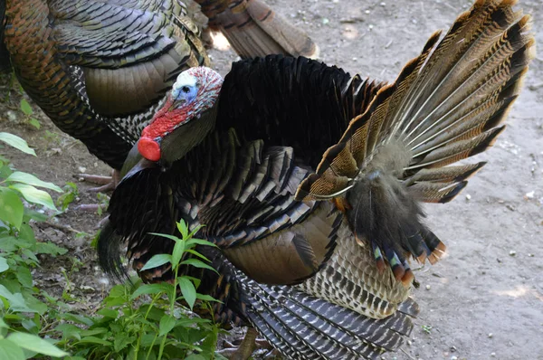 Turchia nel bosco — Foto Stock