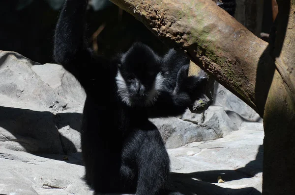Uma Gibbon em uma rocha — Fotografia de Stock