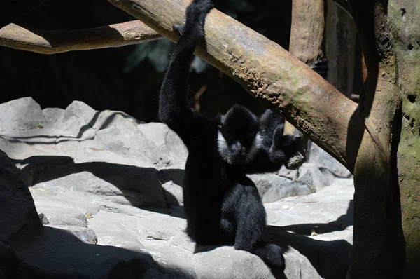 Una Gibbon en una roca —  Fotos de Stock