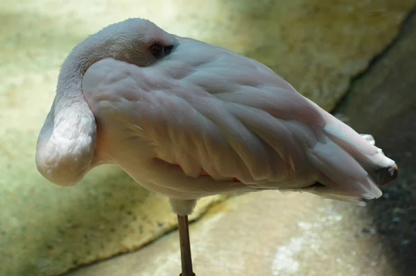 Ein rosa Flamingo — Stockfoto
