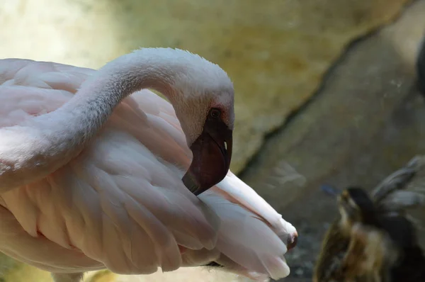 Ein rosa Flamingo — Stockfoto