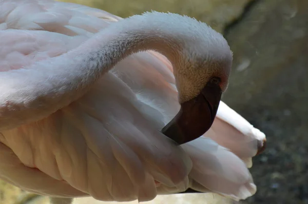 Ein rosa Flamingo — Stockfoto