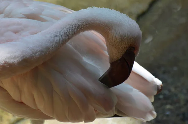 Um Flamingo Rosa — Fotografia de Stock