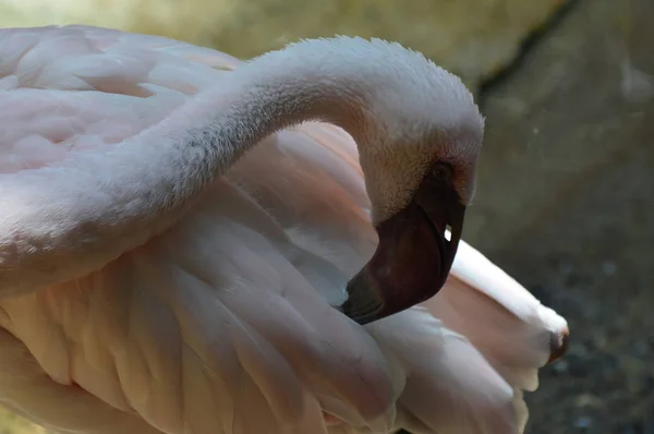 En rosa flamingo — Stockfoto