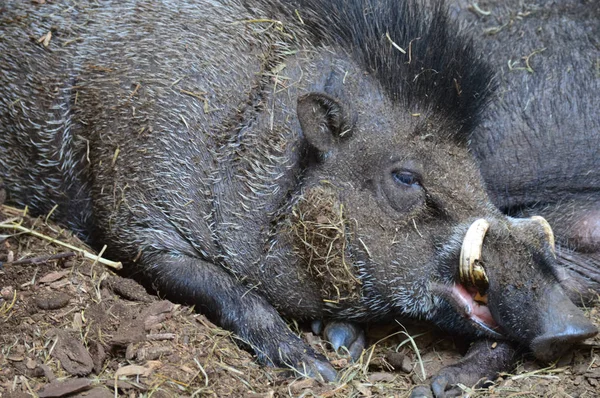 Visayan Sigilli domuz — Stok fotoğraf