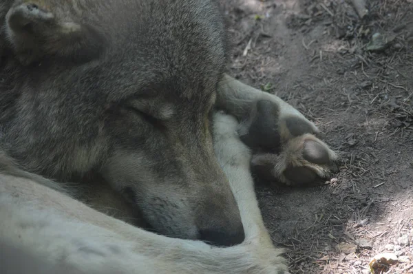 灰色のオオカミ — ストック写真