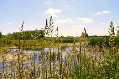 Sulak alan manzara Minnesota