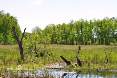 Sulak alan manzara Minnesota
