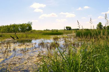 Sulak alan manzara Minnesota