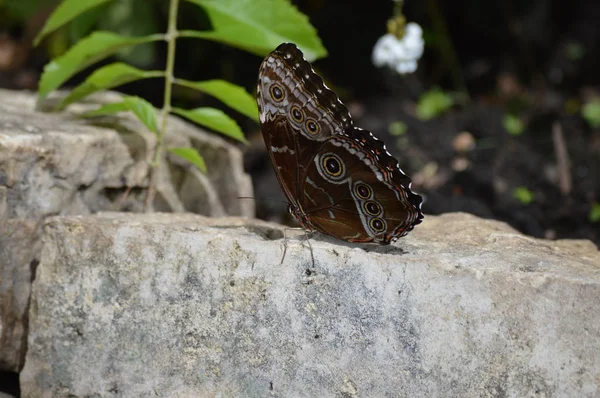 Papillon dans le jardin — Photo