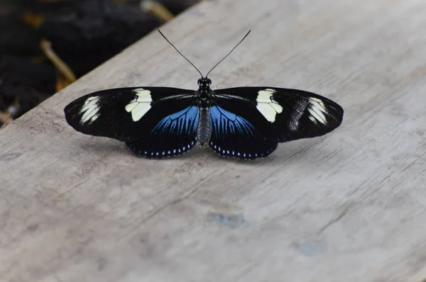 Borboleta no jardim — Fotografia de Stock