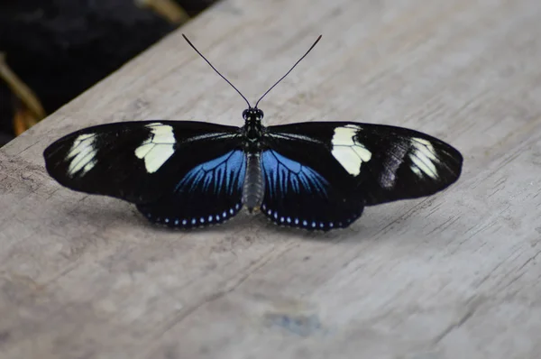 Borboleta no jardim — Fotografia de Stock