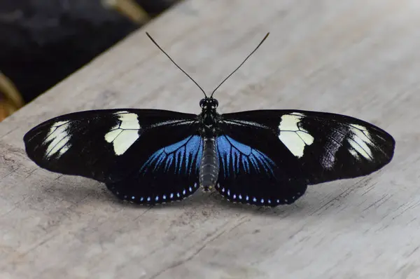 Butterfly in the Garden — Stock Photo, Image