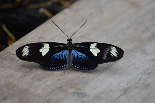 Butterfly in the Garden — Stock Photo, Image