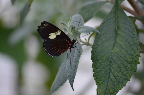 Papillon dans le jardin — Photo